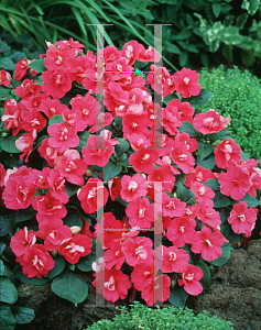 Picture of Impatiens walleriana 'Victorian Rose'