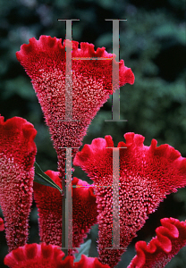 Picture of Celosia argentea (Cristata Group) 'Bombay Purple'