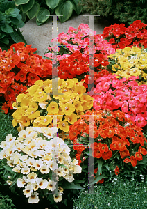 Picture of Nemesia strumosa 'Sundrops Mixture'