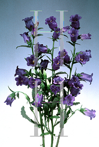 Picture of Campanula medium 'Champion Blue'