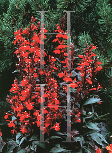 Picture of Lobelia x speciosa 'Fan Scarlet'