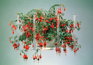Picture of Fuchsia x 'Florabelle'