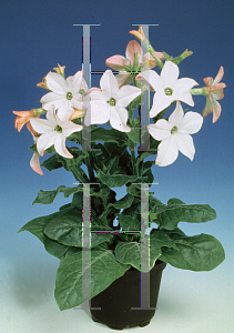 Picture of Nicotiana alata 'Havana Appleblossom'