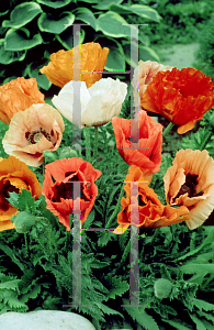 Picture of Papaver orientale 'Pizzicato'