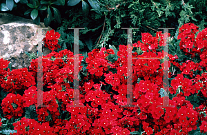 Picture of Verbena  'Quartz Burgundy'