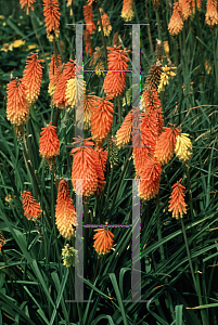 Picture of Kniphofia uvaria 'Flamenco'