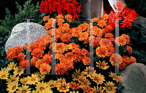 Picture of Tagetes patula 'Bonanza Bolero'