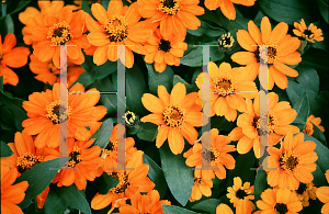Picture of Zinnia x 'Profusion Orange'