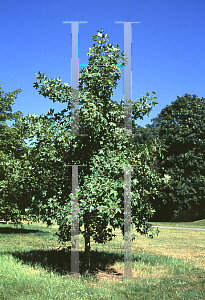 Picture of Acer monspessulanum var. ibericum 
