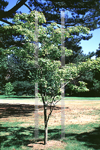 Picture of Acer oliverianum 