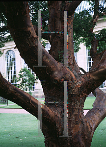 Picture of Acer griseum 