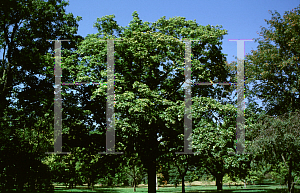 Picture of Acer platanoides 'Maculatum'