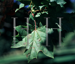 Picture of Acer platanoides 'Maculatum'