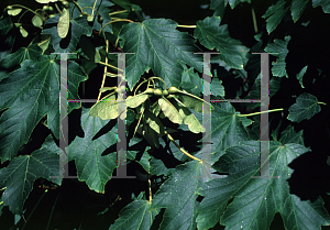 Picture of Acer velutinum 