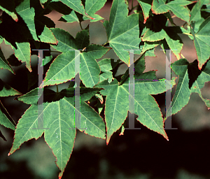 Picture of Acer oliverianum 