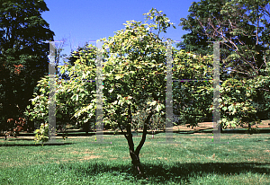 Picture of Acer opalus '~Species'