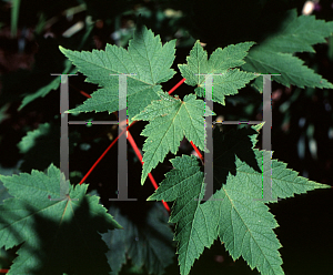 Picture of Acer ukurunduense 