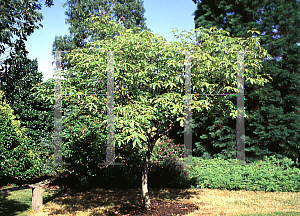 Picture of Acer maximowiczianum '~Species'