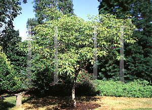 Picture of Acer maximowiczianum 