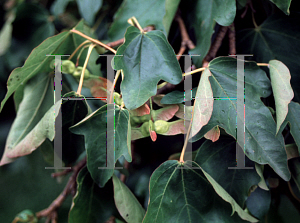 Picture of Acer campestre 'Tauricum'