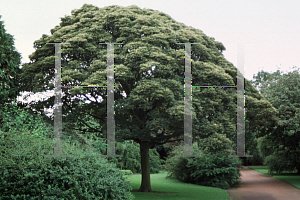 Picture of Acer pseudoplatanus 'Prinz Handjeryi'