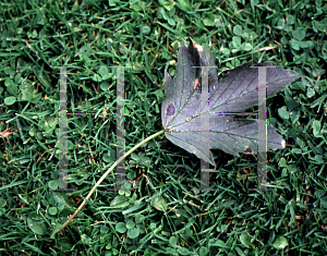 Picture of Acer pseudoplatanus 'Prinz Handjeryi'