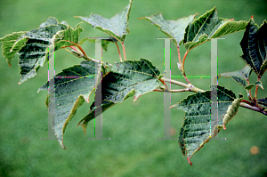 Picture of Acer rufinerve 