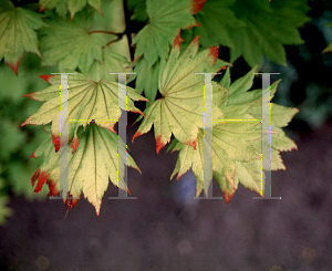 Picture of Acer shirasawanum 'Aureum'