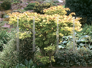 Picture of Acer shirasawanum 'Aureum'