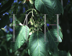 Picture of Acer davidii 