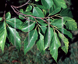 Picture of Aphananthe aspera 