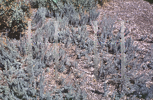 Picture of Artemisia austriaca 