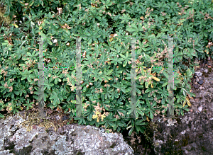Picture of Alchemilla alpina '~Species'
