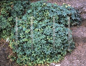 Picture of Alchemilla alpina 