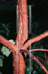 Picture of Arbutus x andrachnoides 