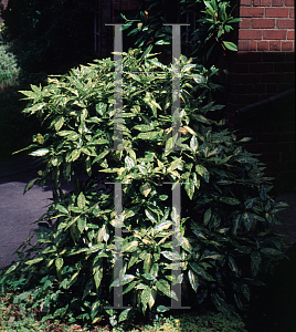 Picture of Aucuba japonica 