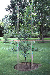 Picture of Alnus orientalis 