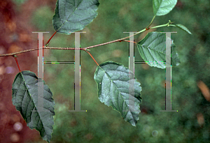 Picture of Alnus orientalis 