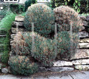 Picture of Alyssum spinosum 