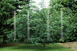 Picture of Aesculus x carnea 'Rubro-petiolata'