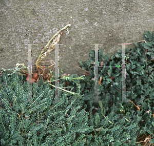 Picture of Astragalus angustifolius 