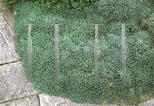 Picture of Astragalus angustifolius 