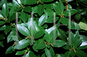 Picture of Arbutus x andrachnoides 