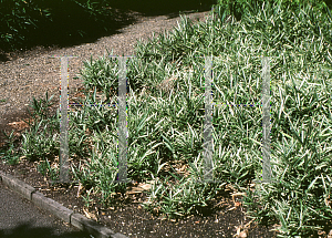 Picture of Pleioblastus variegatus 