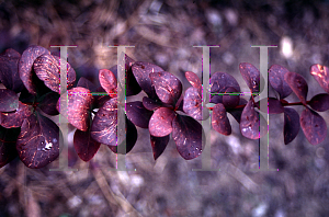 Picture of Berberis x ottawensis f. purpurea 'Superba'