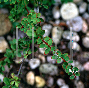 Picture of Berberis tischleri var. abbreviata 