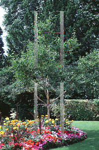 Picture of Betula costata 