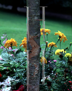 Picture of Betula costata 