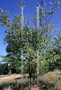 Picture of Broussonetia papyrifera 