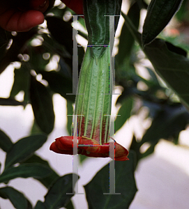 Picture of Brugmansia sanguinea 